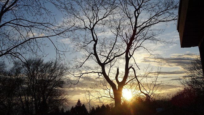 Tree at sunset Varna, ON