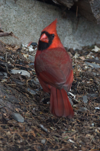 Cardinal rouge Sainte-Foy, Québec, QC