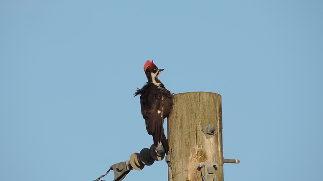 Punk Rock Woodpecker Smiths Falls, ON K7A 4S6