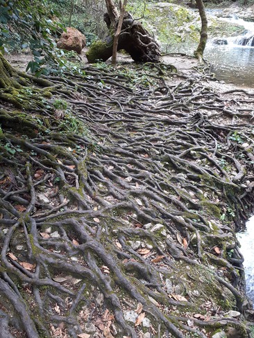 root Valbonne, PAC