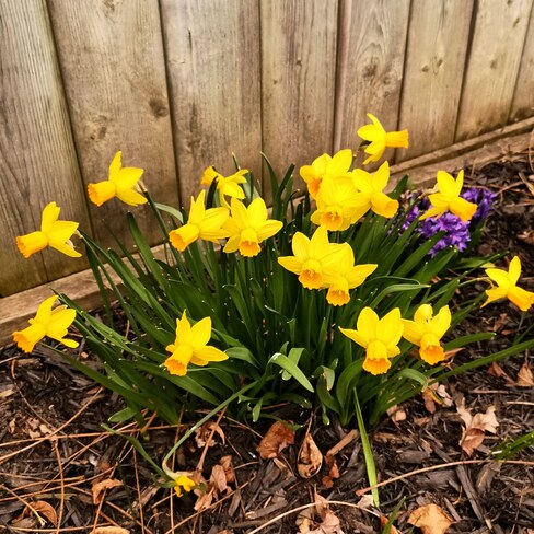 spring flowers Welland, ON