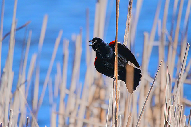 Male Redwinged Blackbird Sackville, NB