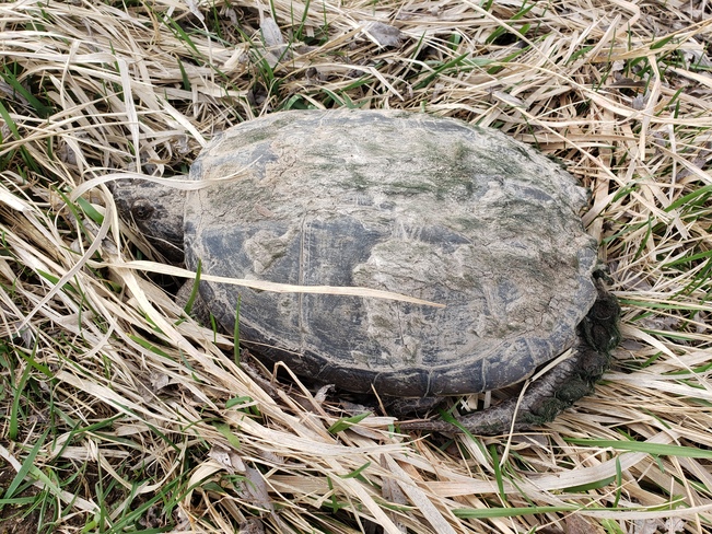 Snapping turtle in spring Maryhill, ON