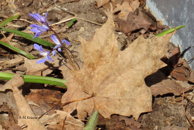 Fleur de printemps avec une feuille d'érable. Municipalité de St-Pierre-de-la-Rivière-du-Sud, 2E AVENUE, Saint-Pierre-de-la-Rivière-du-Sud, QC