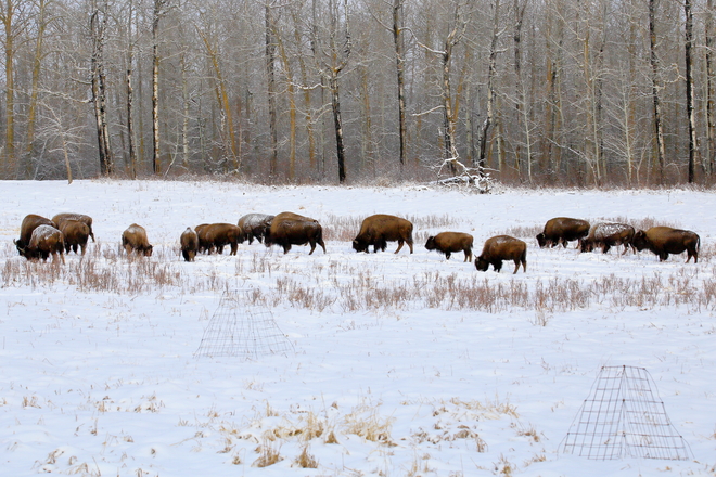 Bison Elk Island National Park, Range Rd 203, Fort Saskatchewan, AB