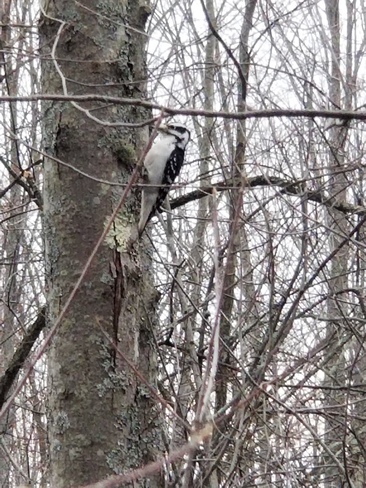 Hairy woodpecker in the forest yesterday! Ottawa, ON