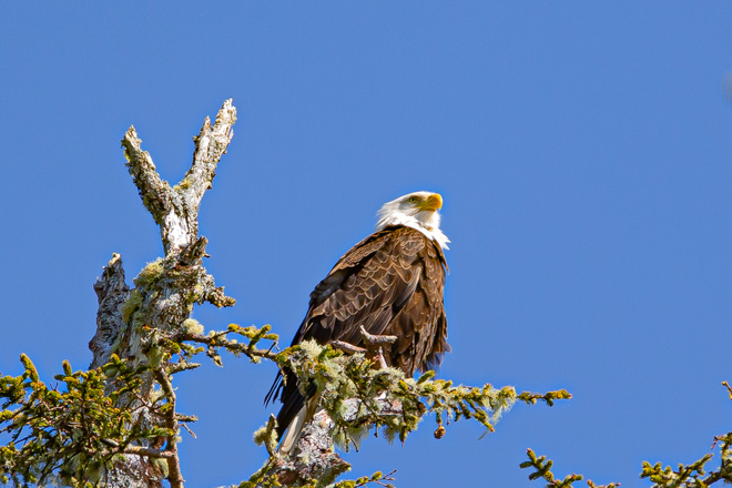 Eagle eye Ucluelet, British Columbia, CA