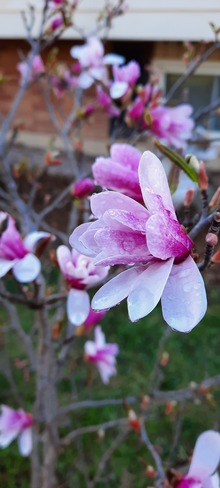 springtime magnolia Essex, ON