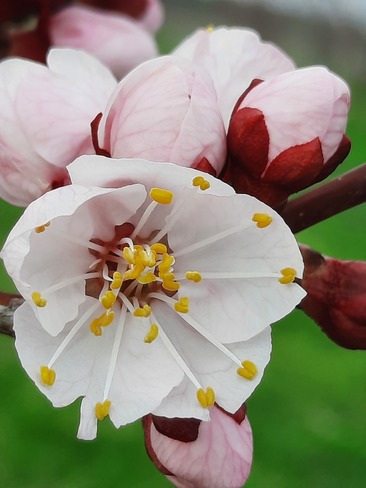 peach blossom Port Dover, ON