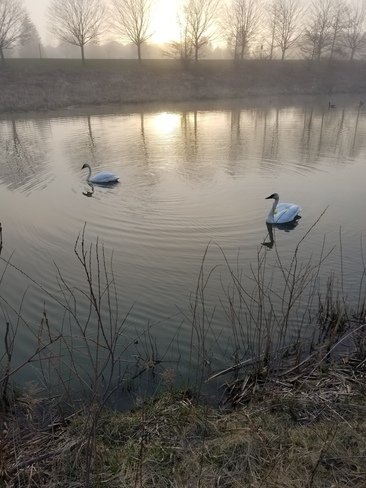 Swans at dusk Bowmanville, ON