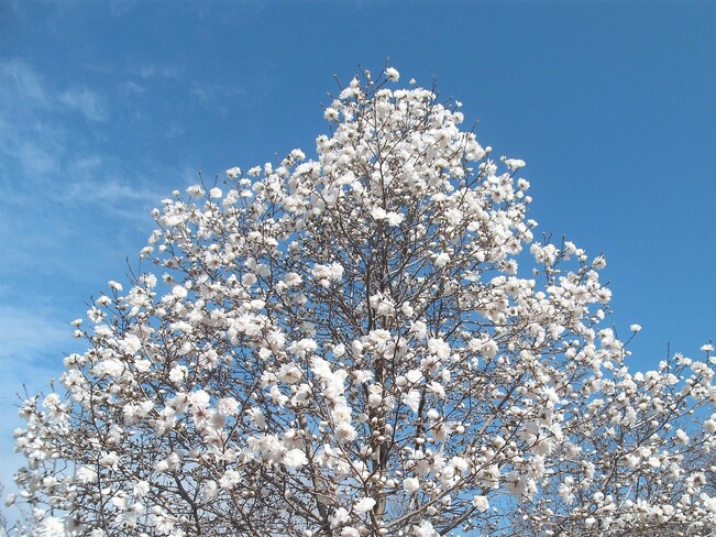 déjà des fleurs de magnolia Jardin botanique de Montréal, Rue Sherbrooke Est, Montréal, QC