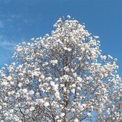 déjà des fleurs de magnolia