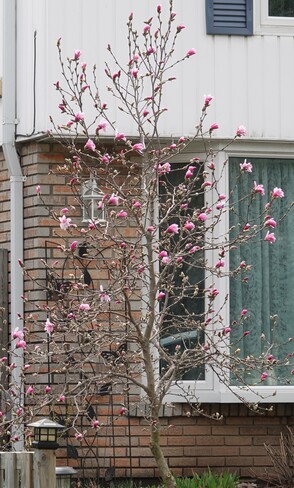 Blossoms bursting out everywhere now that there is no frost at night! Oshawa, ON