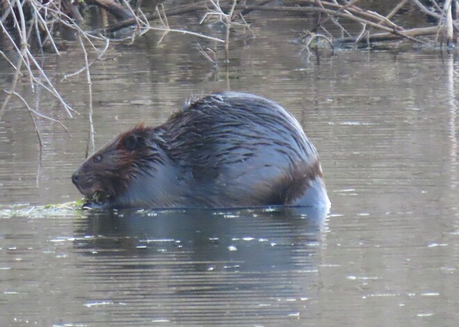 Beavers London, ON