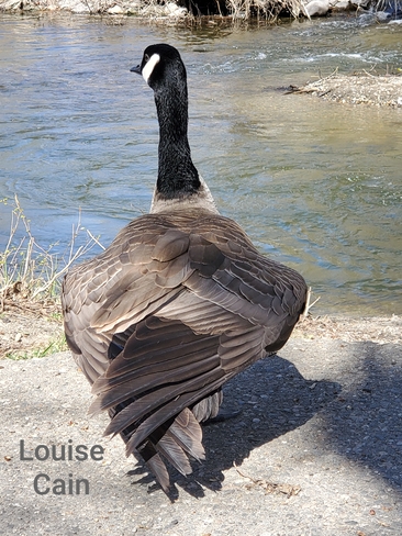 Canadian Goose Vernon, BC