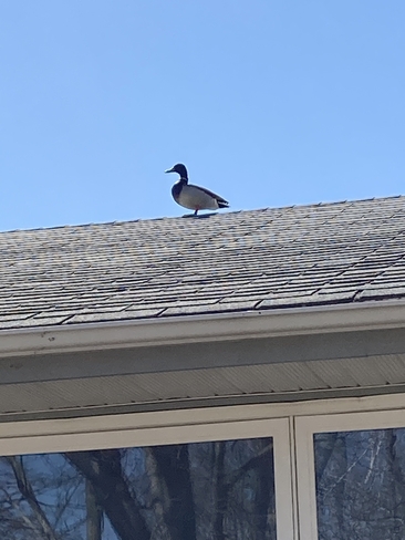 Mallard on the Roof Moncton, New Brunswick, CA