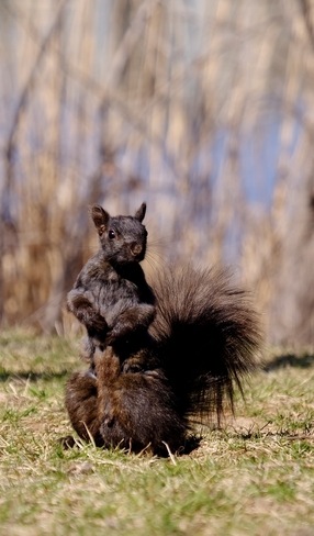 Posing squirrel Mississauga, Ontario, CA