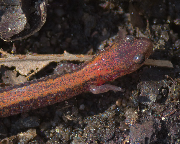 red-backed salamander Trent Hills, ON