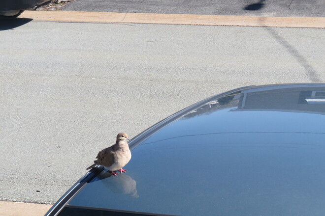 Dove on our car. Bridgewater, NS