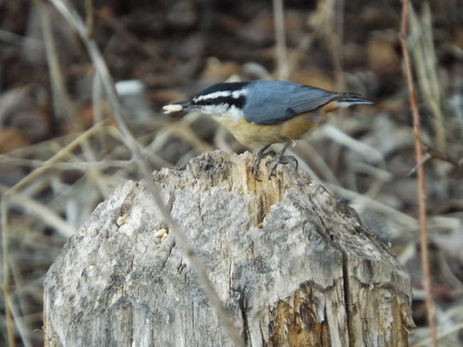 NUTHATCH with a SEED 531 Chapples Dr, Thunder Bay, ON P7C 4L7, Canada
