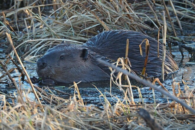 Beavers Edmonton, AB