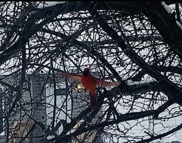 Cardinal taking flight Masson-Angers, Quebec, CA