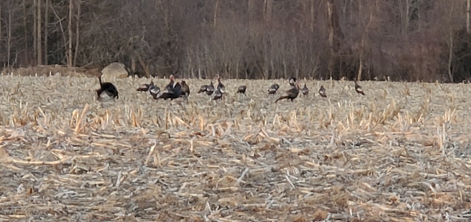 Wild turkeys in a field Thomasburg, ON