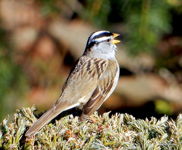 White-Crowned Sparrow Singing His Song Nanoose Bay
