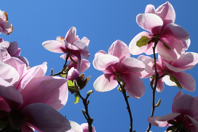 Magnolia Blooms Richmond, BC