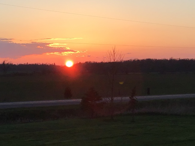 Amber rose sunset with full sun Canfield, ON