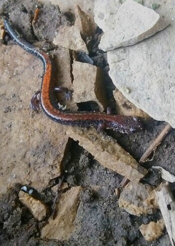 red backed salamander Fergus, ON
