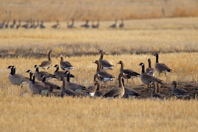 Mixed greater white-fronted geese and Canada geese Township Rd 510, Tofield, AB T0B 4J0, Canada