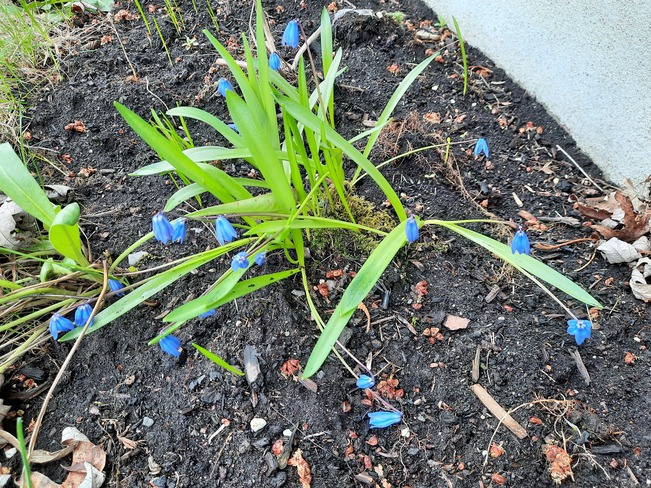 tiny blue flowers Chambly, QC