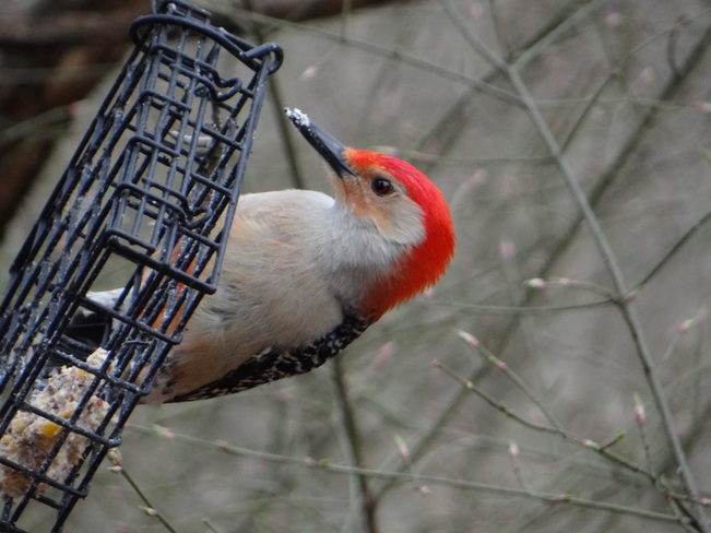 Red-bellied Woodpecker @ High Park High Park, Bloor Street West, Toronto, ON