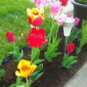 Bientôt les tulipes