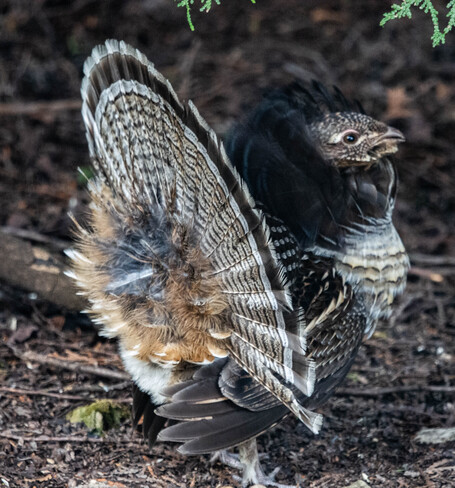 Ruffed Grouse in the Yard 447085 10th Concession, Flesherton, ON