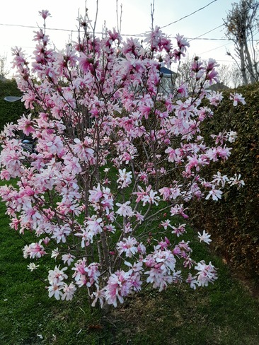 magnolia a gigi Mercier, QC