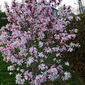 magnolia a gigi