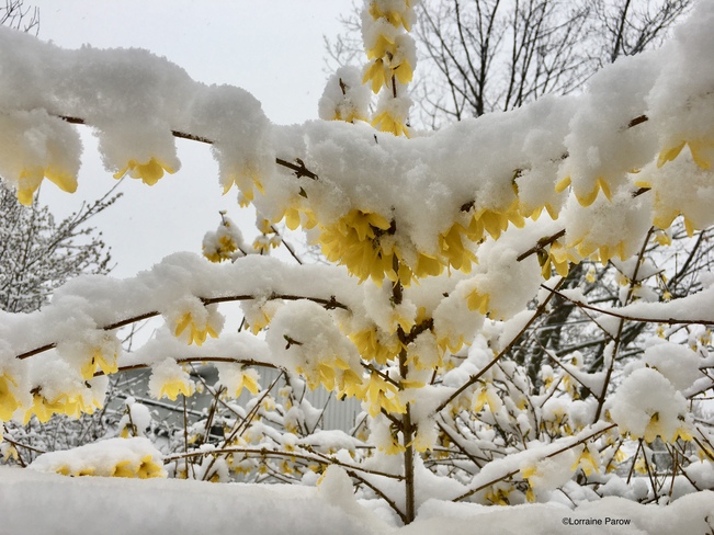 Snowy blooms. Toronto #backyardweather Twenty Third Street Parkette, 1 Lake Promenade, Etobicoke, ON M8V 2G6, Canada