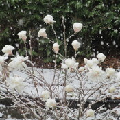 Magnola en boules de neige
