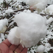 Magnola en boules de neige
