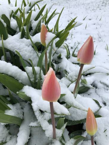 Tulipes sous la neige Aston-Jonction, QC