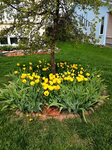 jolie tulipes Mercier, QC