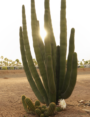 Argentine Giant Cactus Mesa, AZ, USA