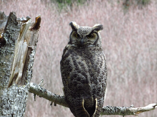 Great Horned Owl Deer Lake, NL