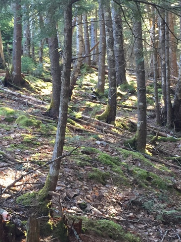 In the Woods Truro, Nova Scotia