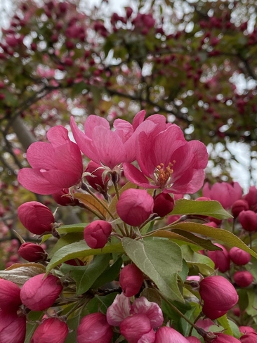 Blossoms Mississauga, Ontario, CA