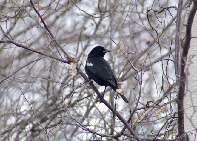 A Red-winged Blackbird Edmonton, Alberta, CA