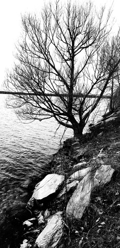 l'arbre de vie Lac-Brome, QC