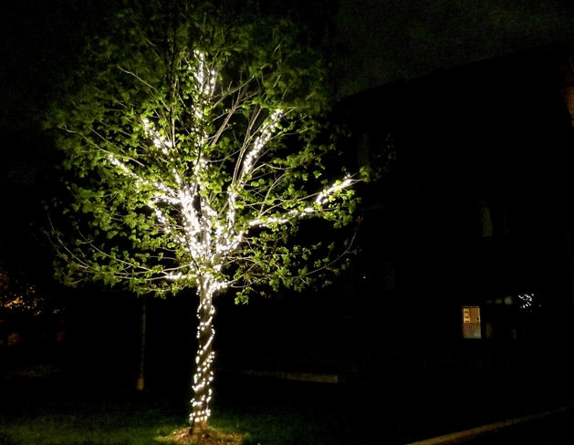 L’arbre illuminé Laval, Québec, CA
